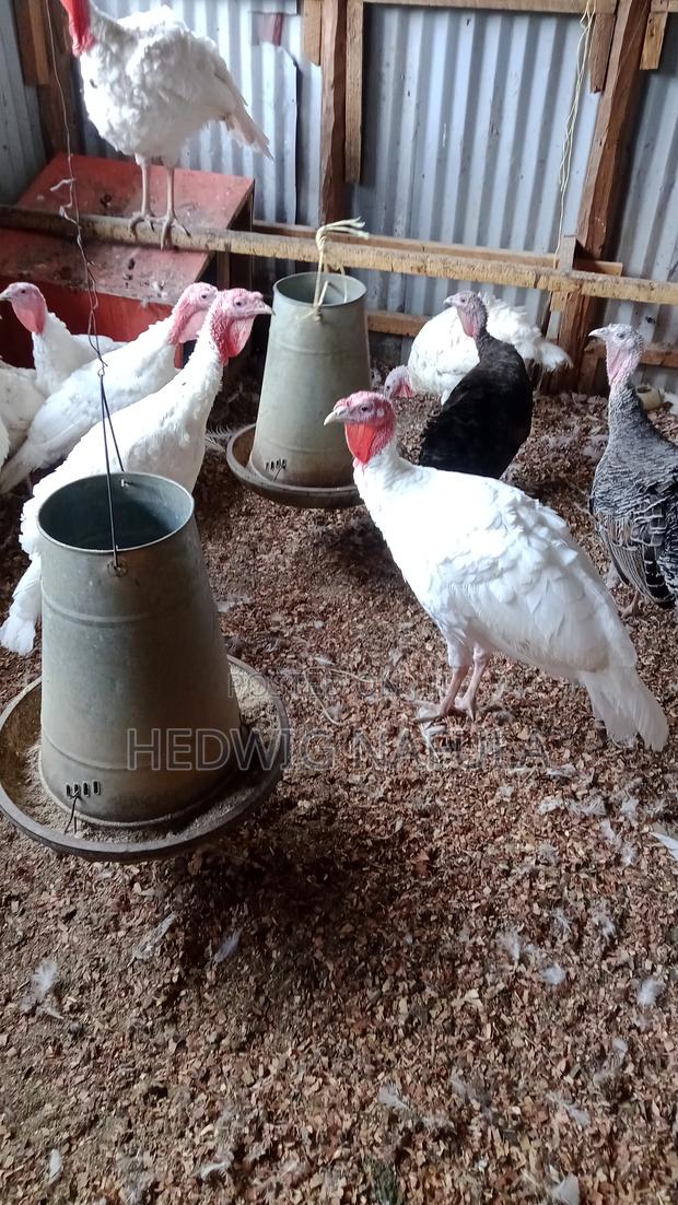 Male Turkeys for Breeding - main view