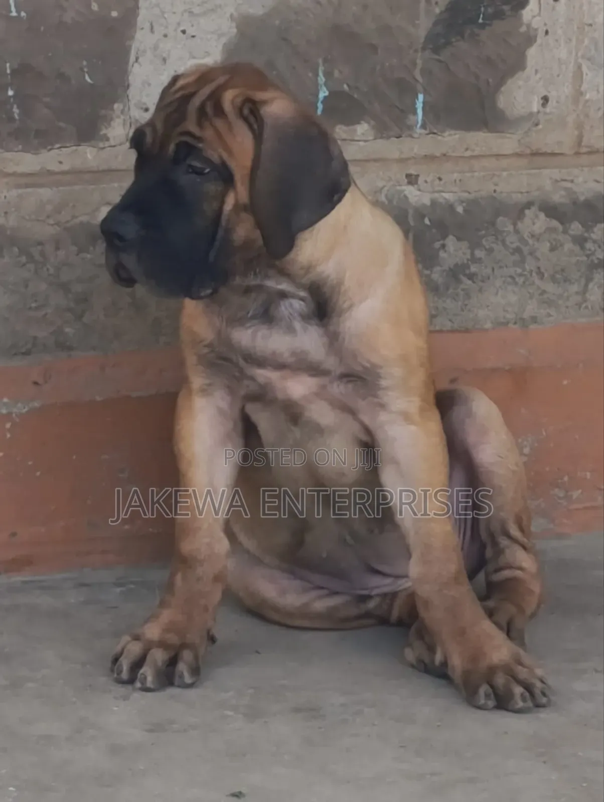 1-3 months Female Purebred Boerboel
