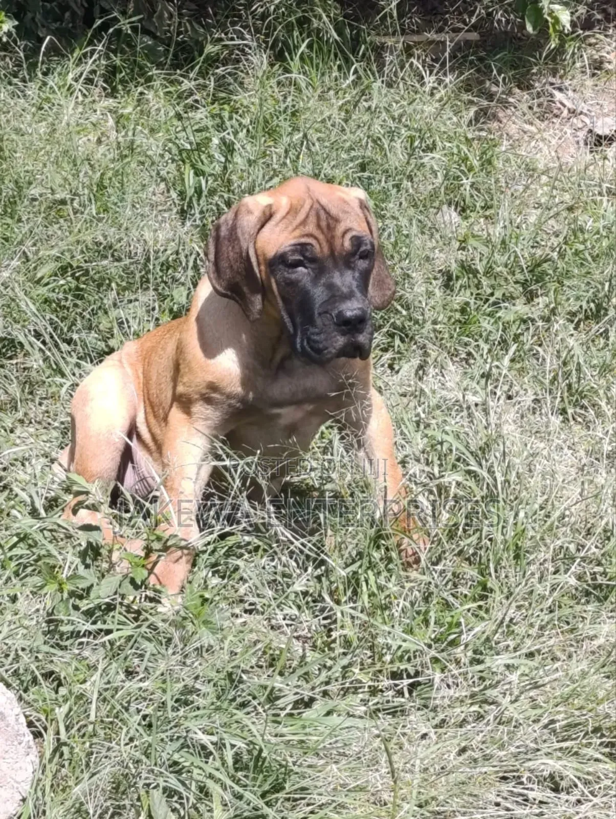 1-3 months Female Purebred Boerboel