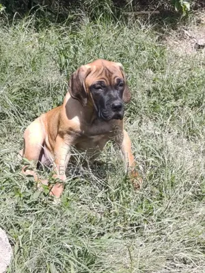 1-3 months Female Purebred Boerboel