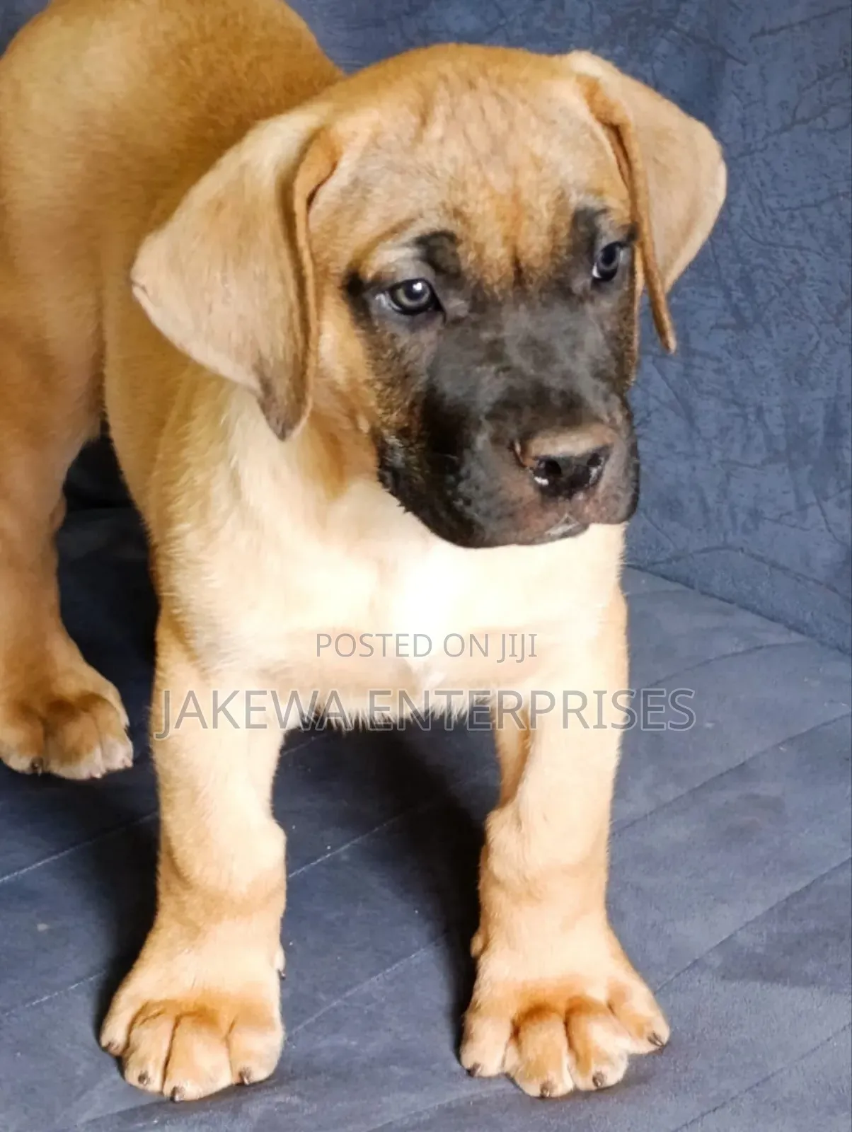 1-3 months Male Purebred Boerboel
