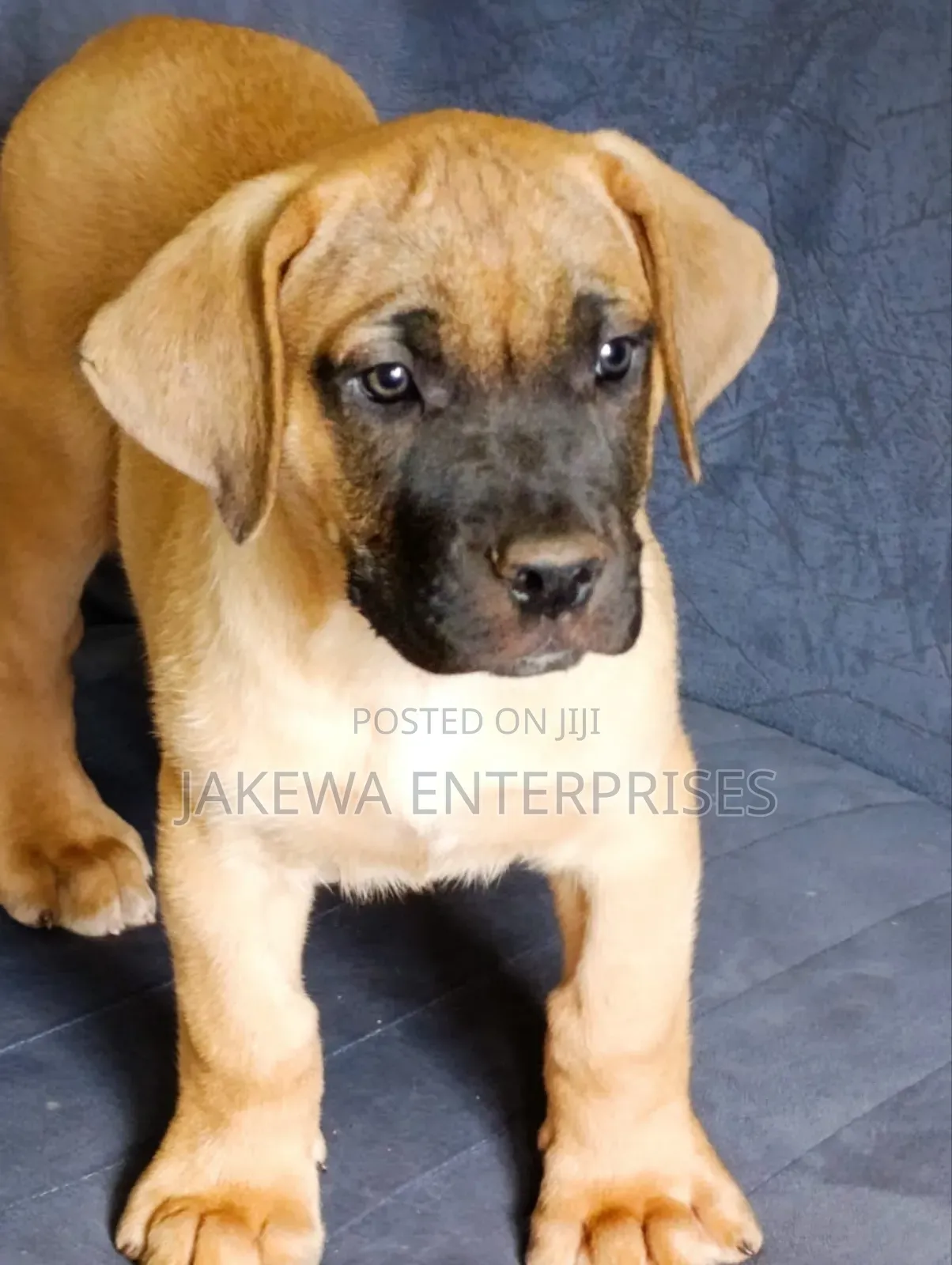 1-3 months Male Purebred Boerboel