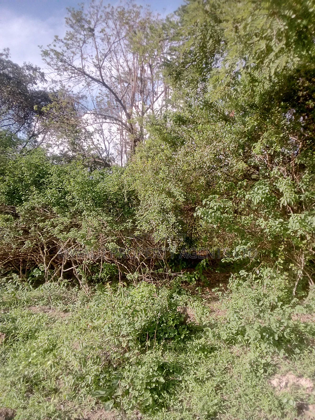 18 Acres Farm, Inyuu(Zombe)