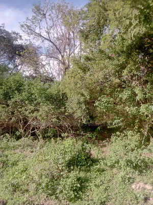 18 Acres Farm, Inyuu(Zombe)