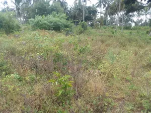 Land on Sale