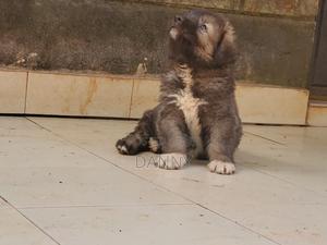 1-3 months Male Purebred Caucasian Shepherd - thumbnail 2