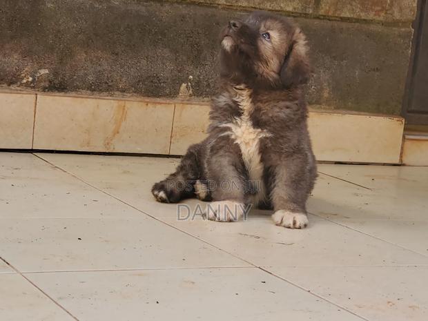 1-3 months Male Purebred Caucasian Shepherd - main view