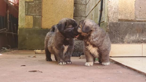 1-3 months Male Purebred Caucasian Shepherd - thumbnail 3