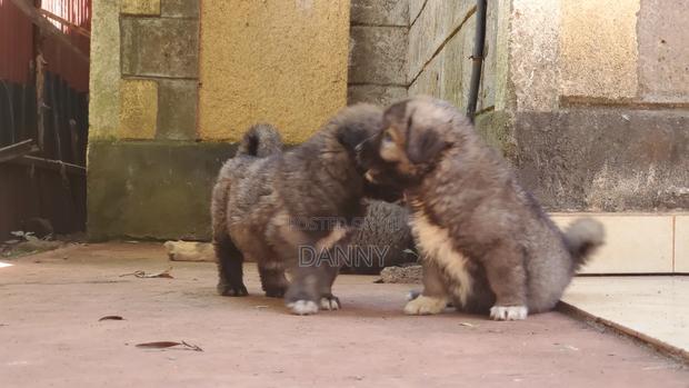 1-3 months Male Purebred Caucasian Shepherd - thumbnail 4