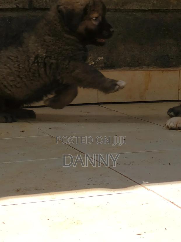 1-3 months Male Purebred Caucasian Shepherd - thumbnail 5