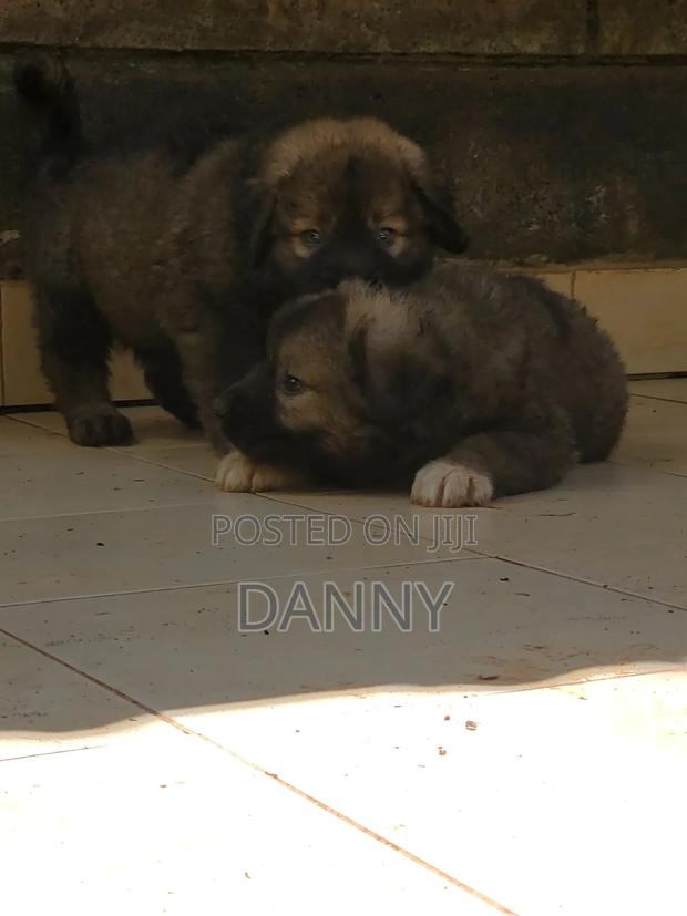 1-3 months Male Purebred Caucasian Shepherd - thumbnail 6