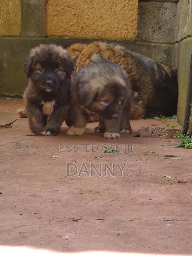 1-3 months Male Purebred Caucasian Shepherd - thumbnail 7
