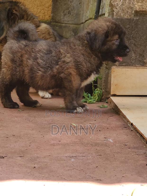 1-3 months Male Purebred Caucasian Shepherd - thumbnail 8