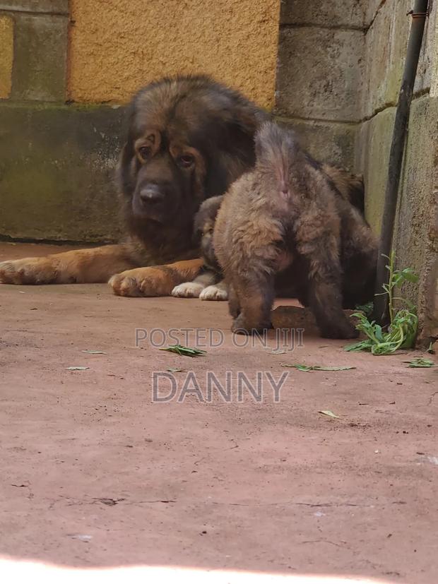 1-3 months Male Purebred Caucasian Shepherd - thumbnail 9