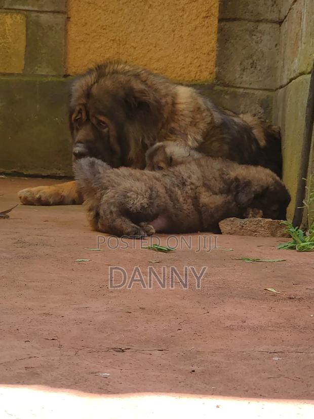 1-3 months Male Purebred Caucasian Shepherd - thumbnail 10