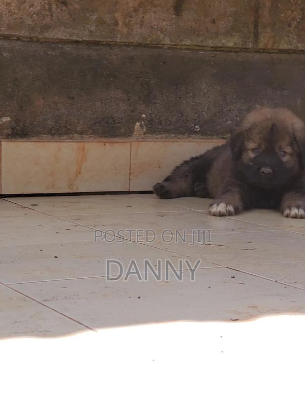 1-3 months Male Purebred Caucasian Shepherd - thumbnail 11