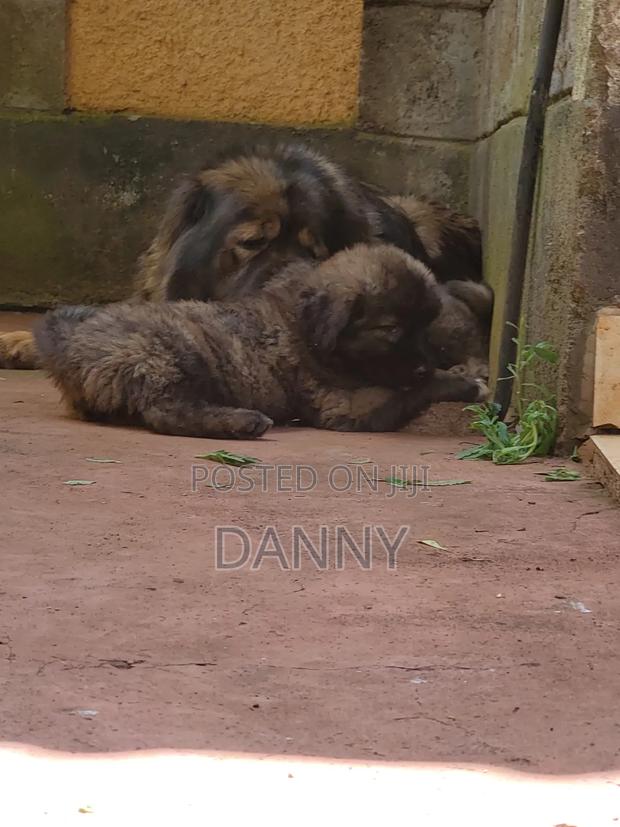 1-3 months Male Purebred Caucasian Shepherd - thumbnail 12