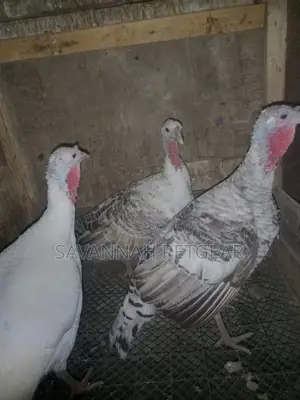 White Holland and Royal Palm Turkey for Sale