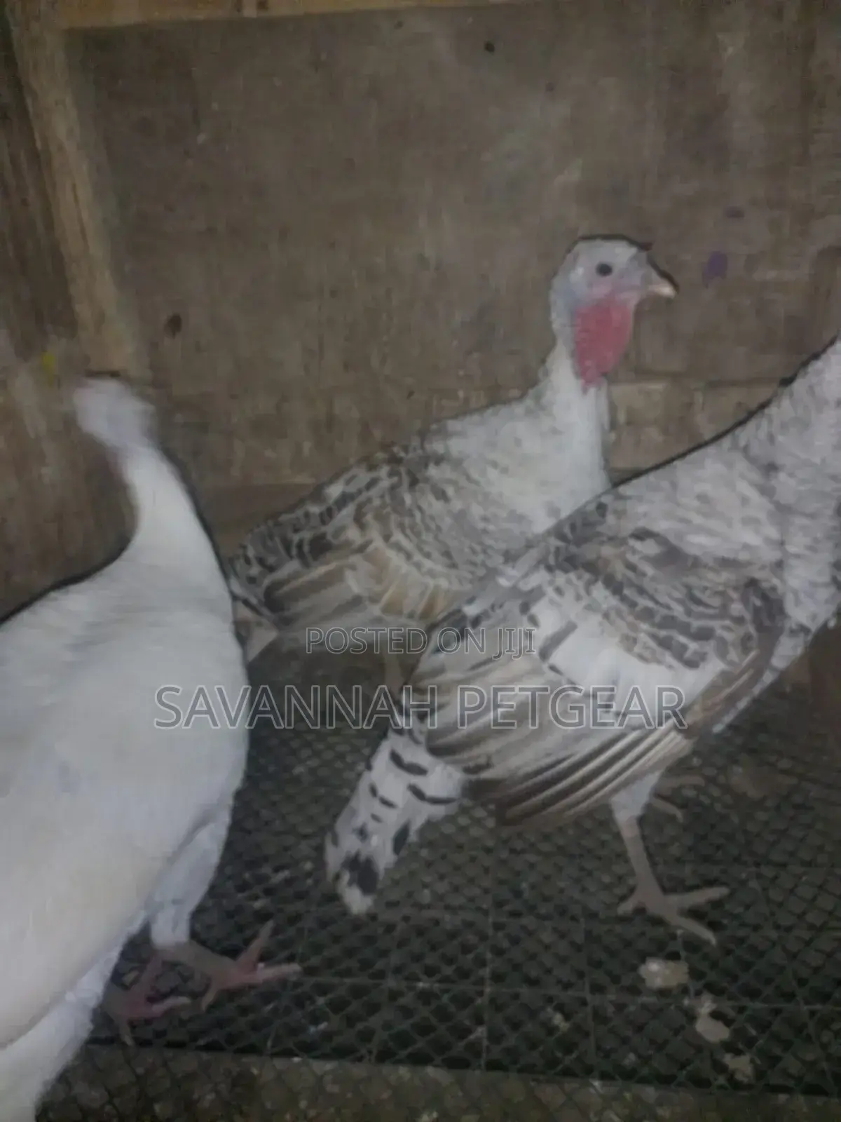 White Holland and Royal Palm Turkey for Sale