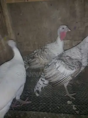 White Holland and Royal Palm Turkey for Sale