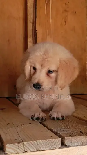 1-3 months Male Purebred Golden Retriever
