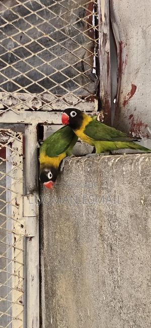 Lovebirds Black Mask - thumbnail 2