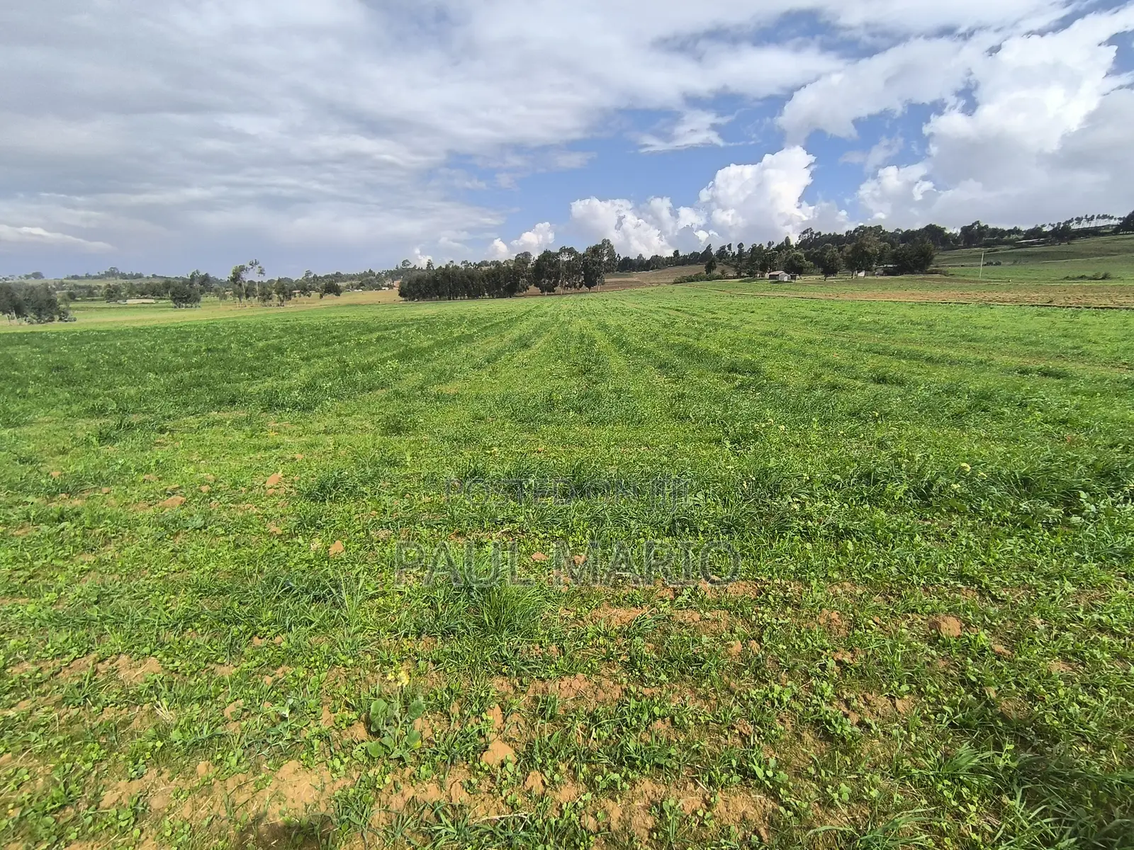 11 Acres Agricultural Land Distress Sale in Timau Meru.