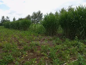 Napier Grass