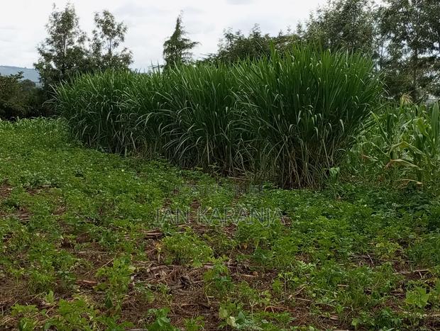 Napier Grass - thumbnail 3