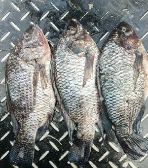 Tilapia Fish - thumbnail 2