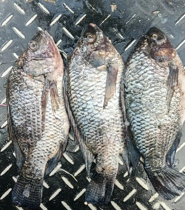 Tilapia Fish - main view