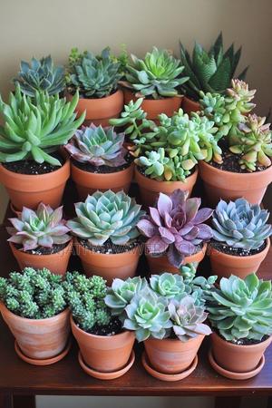Succulents - thumbnail 2