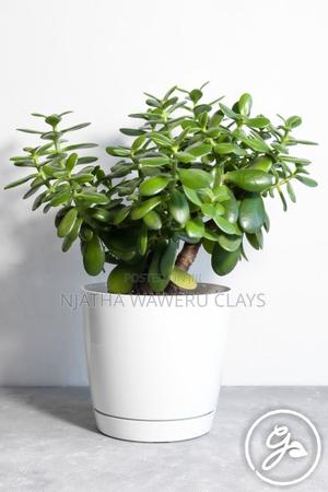 Jade(Lucky Plant) - thumbnail 2