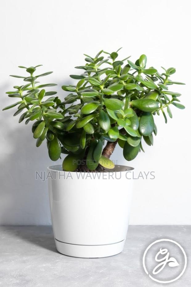 Jade(Lucky Plant) - main view