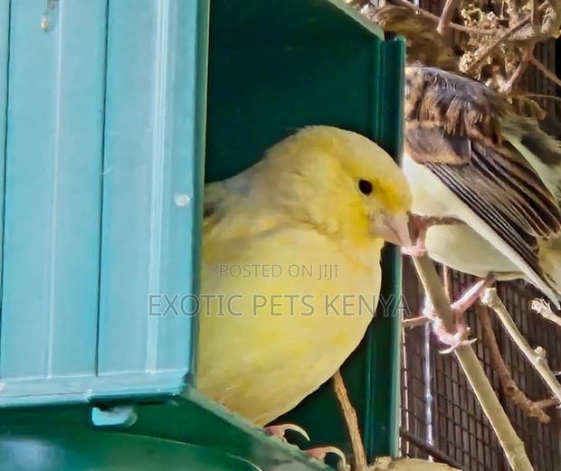 Canaries for Sale - main view