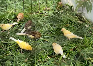 Canaries for Sale