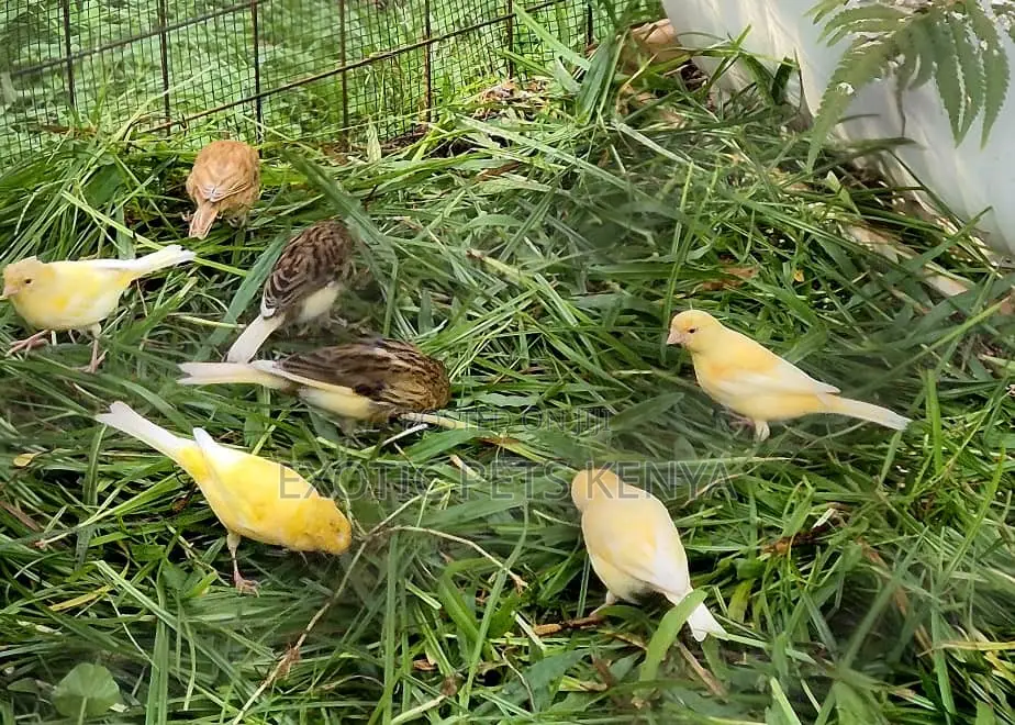 Canaries for Sale