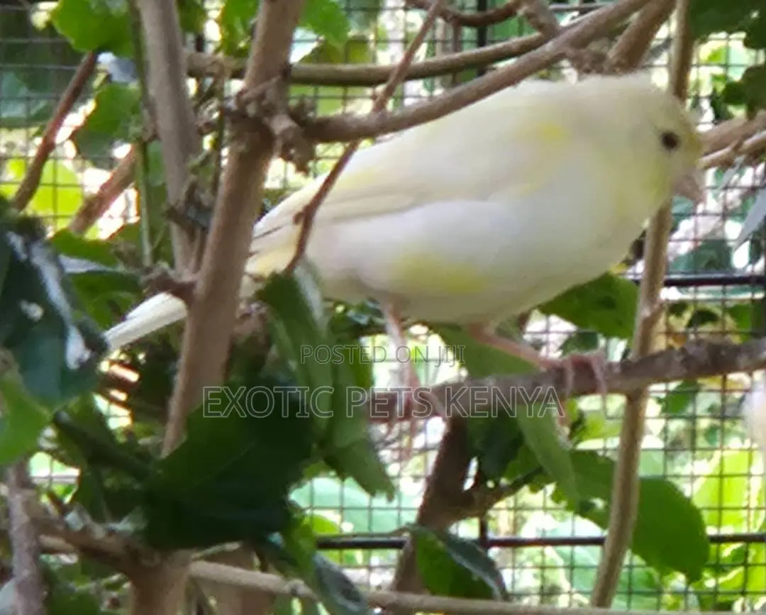 Coloured Canaries