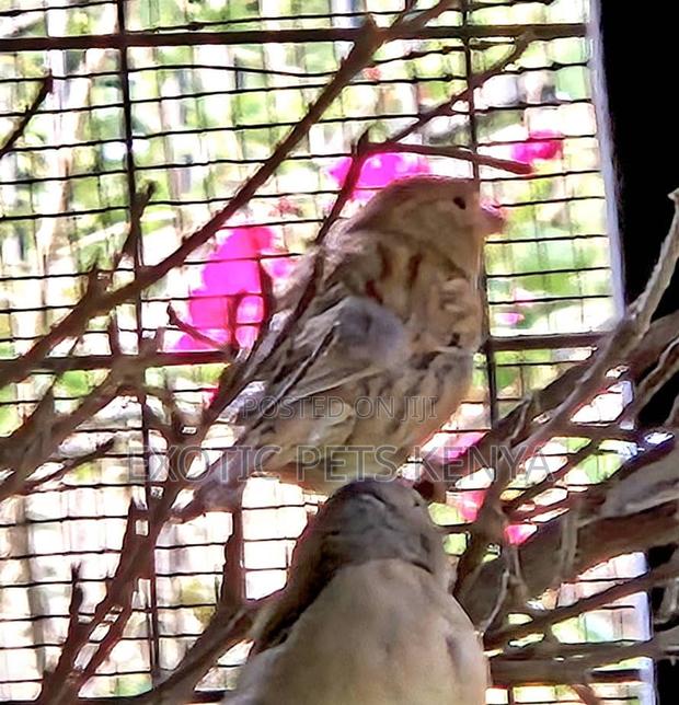 Coloured Canaries - thumbnail 3