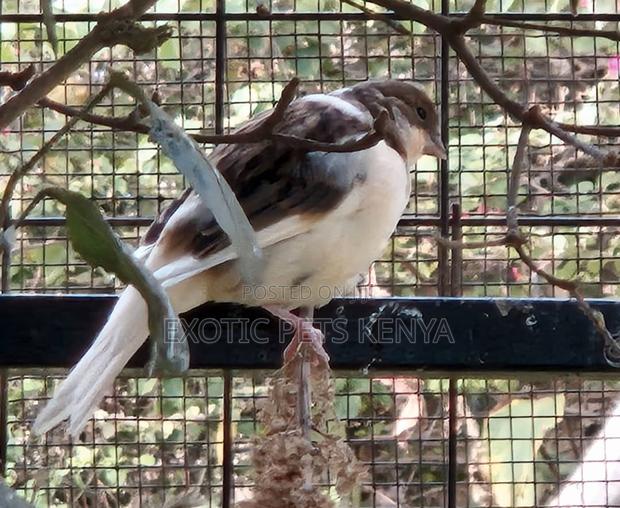 Coloured Canaries - thumbnail 4