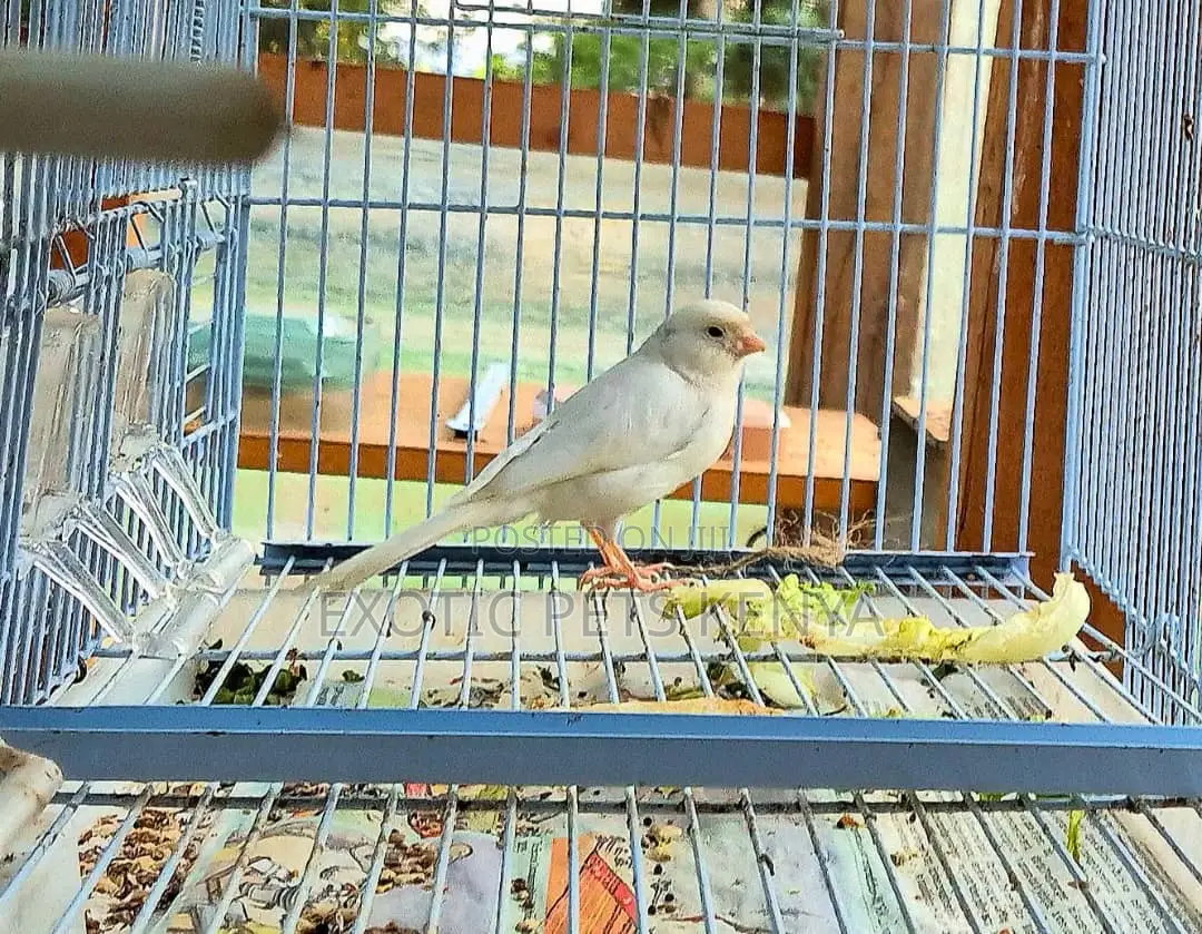 Coloured Canaries