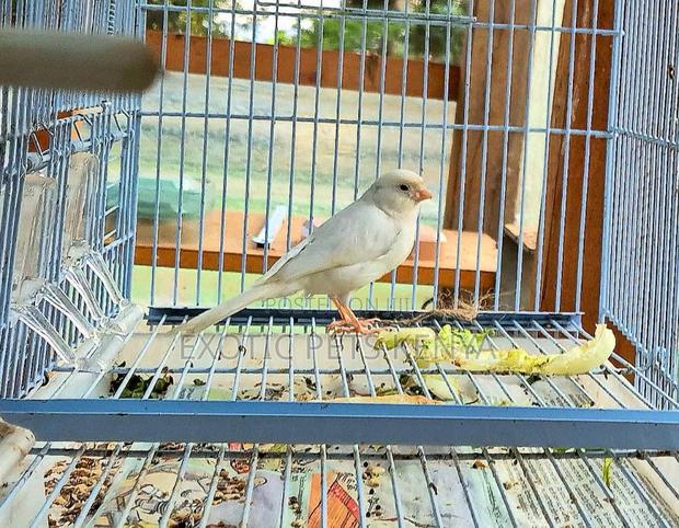 Coloured Canaries - main view