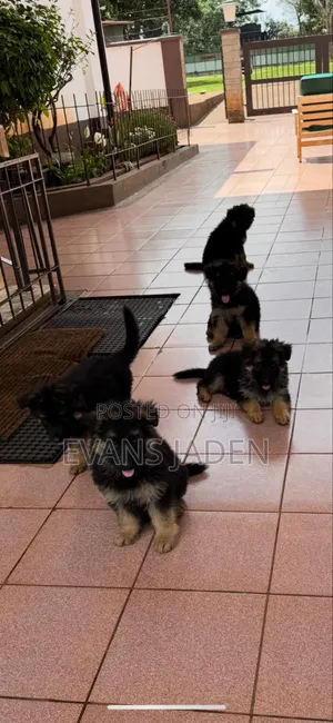 1-3 months Male Purebred German Shepherd