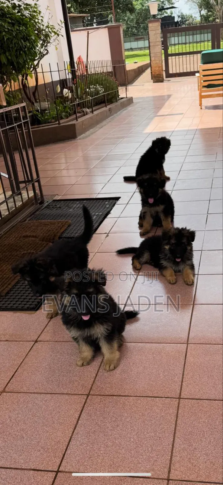 1-3 months Male Purebred German Shepherd