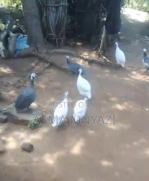 Guineafowls for Sale - main view