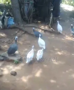 Guineafowls for Sale