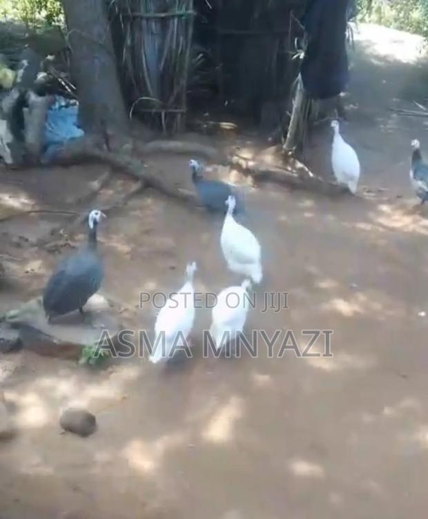 Guineafowls for Sale