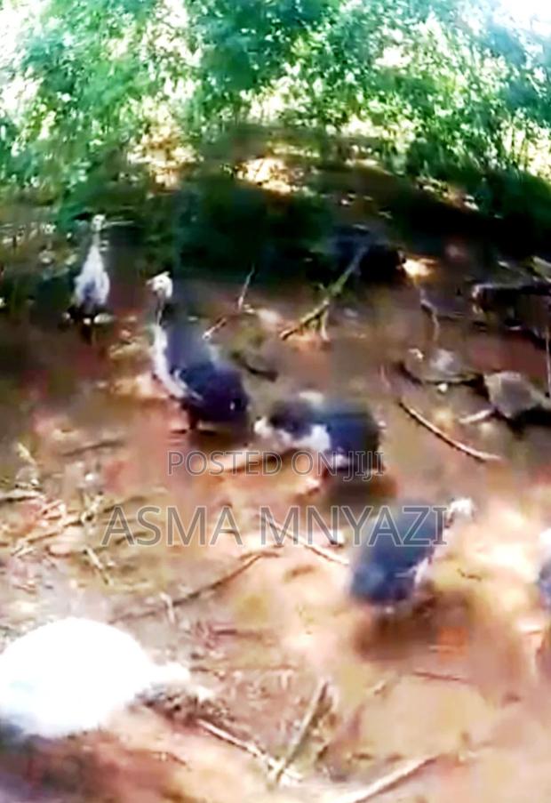 Guineafowls for Sale - thumbnail 2