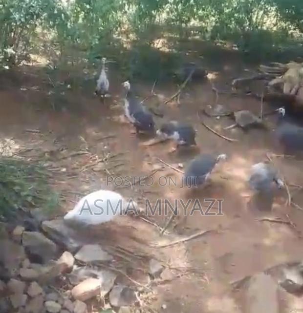 Guineafowls for Sale - thumbnail 3