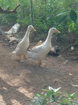 Indian Runner Ducks - main view